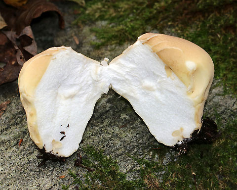 Lycoperdon flavotinctum This puffball was quite large - about 6 cm wide. It had the consistency of a toasted marshmallow.

Habitat: Mixed forest
https://www.jungledragon.com/image/74210/common_puffball_-_lycoperdon_perlatum.html Fall,Geotagged,Lycoperdon flavotinctum,United States,puffball