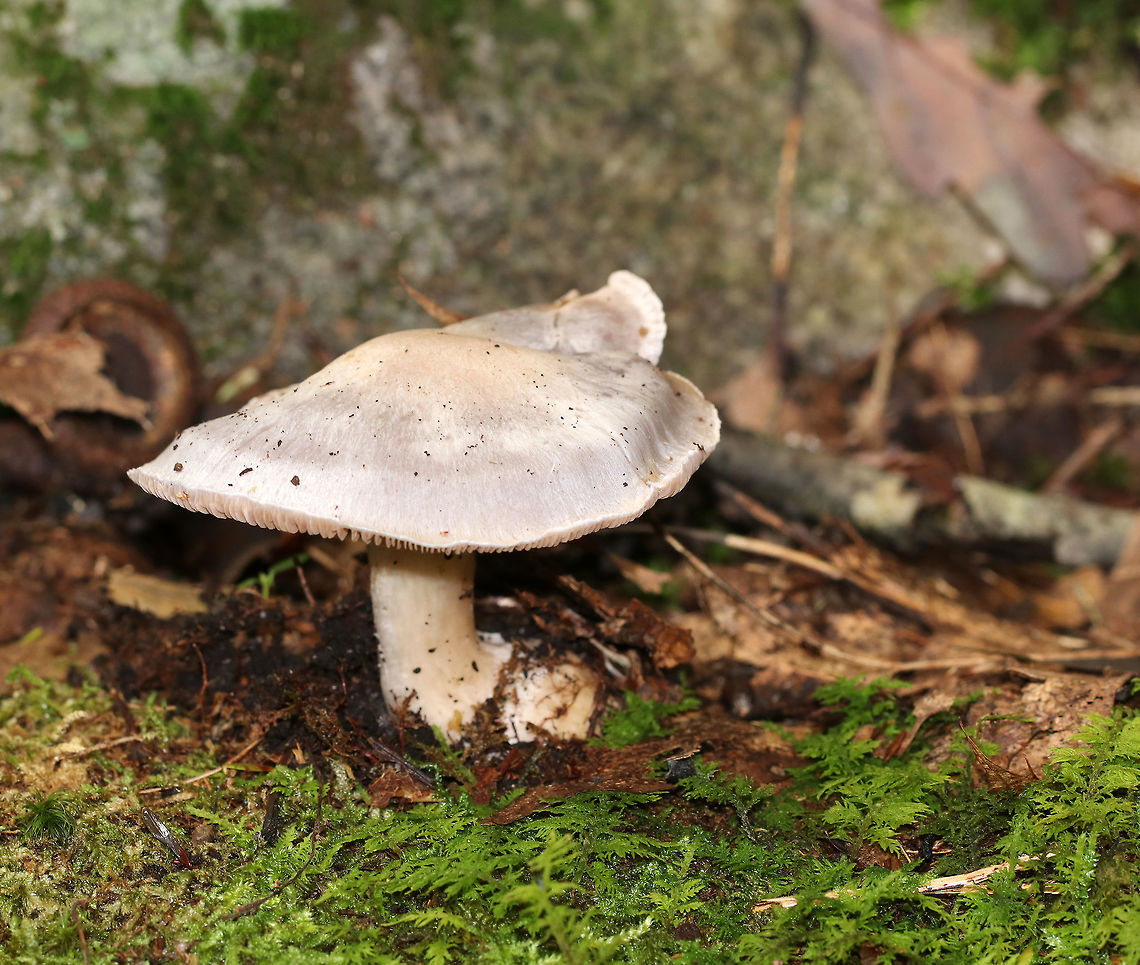 Poison Pie - Hebeloma crustuliniforme Flat-ish cap that was whiteish/buff with a slightly darker center. Gills were attached, crowded, and brownish. Stem: Slightly hairy and swollen at the base. Odor: radish-like.<br />
<br />
Habitat: Growing at the edge of a forest<br />
<figure class="photo"><a href="https://www.jungledragon.com/image/74221/poison_pie_-_hebeloma_crustuliniforme.html" title="Poison Pie - Hebeloma crustuliniforme"><img src="https://s3.amazonaws.com/media.jungledragon.com/images/3232/74221_thumb.jpg?AWSAccessKeyId=05GMT0V3GWVNE7GGM1R2&Expires=1770854410&Signature=qu0tcMWeEEWCHCyIz%2BLGYIIjl%2BM%3D" width="200" height="166" alt="Poison Pie - Hebeloma crustuliniforme Flat-ish cap that was whiteish/buff with a slightly darker center. Gills were attached, crowded, and brownish. Stem: Slightly hairy and swollen at the base. Odor: radish-like.<br />
<br />
Habitat: Growing at the edge of a forest<br />
https://www.jungledragon.com/image/74217/poison_pie_-_hebeloma_crustuliniforme.html<br />
https://www.jungledragon.com/image/74220/poison_pie_-_hebeloma_crustuliniforme.html Fall,Geotagged,Hebeloma crustuliniforme,United States" /></a></figure><br />
<figure class="photo"><a href="https://www.jungledragon.com/image/74220/poison_pie_-_hebeloma_crustuliniforme.html" title="Poison Pie - Hebeloma crustuliniforme"><img src="https://s3.amazonaws.com/media.jungledragon.com/images/3232/74220_thumb.jpg?AWSAccessKeyId=05GMT0V3GWVNE7GGM1R2&Expires=1770854410&Signature=YnGl2et%2B5WMQHpn8aOygKwb1mKk%3D" width="200" height="154" alt="Poison Pie - Hebeloma crustuliniforme Flat-ish cap that was whiteish/buff with a slightly darker center. Gills were attached, crowded, and brownish. Stem: Slightly hairy and swollen at the base. Odor: radish-like.<br />
<br />
Habitat: Growing at the edge of a forest<br />
https://www.jungledragon.com/image/74217/poison_pie_-_hebeloma_crustuliniforme.html<br />
https://www.jungledragon.com/image/74221/poison_pie_-_hebeloma_crustuliniforme.html Fall,Geotagged,Hebeloma crustuliniforme,United States" /></a></figure> Fall,Geotagged,Hebeloma,Hebeloma crustuliniforme,United States,fairy cakes,poison pie