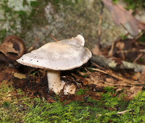 Poison Pie - Hebeloma crustuliniforme Flat-ish cap that was whiteish/buff with a slightly darker center. Gills were attached, crowded, and brownish. Stem: Slightly hairy and swollen at the base. Odor: radish-like.

Habitat: Growing at the edge of a forest
https://www.jungledragon.com/image/74221/poison_pie_-_hebeloma_crustuliniforme.html
https://www.jungledragon.com/image/74220/poison_pie_-_hebeloma_crustuliniforme.html Fall,Geotagged,Hebeloma,Hebeloma crustuliniforme,United States,fairy cakes,poison pie