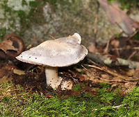 Poison Pie - Hebeloma crustuliniforme Flat-ish cap that was whiteish/buff with a slightly darker center. Gills were attached, crowded, and brownish. Stem: Slightly hairy and swollen at the base. Odor: radish-like.<br />
<br />
Habitat: Growing at the edge of a forest<br />
https://www.jungledragon.com/image/74221/poison_pie_-_hebeloma_crustuliniforme.html<br />
https://www.jungledragon.com/image/74220/poison_pie_-_hebeloma_crustuliniforme.html Fall,Geotagged,Hebeloma,Hebeloma crustuliniforme,United States,fairy cakes,poison pie