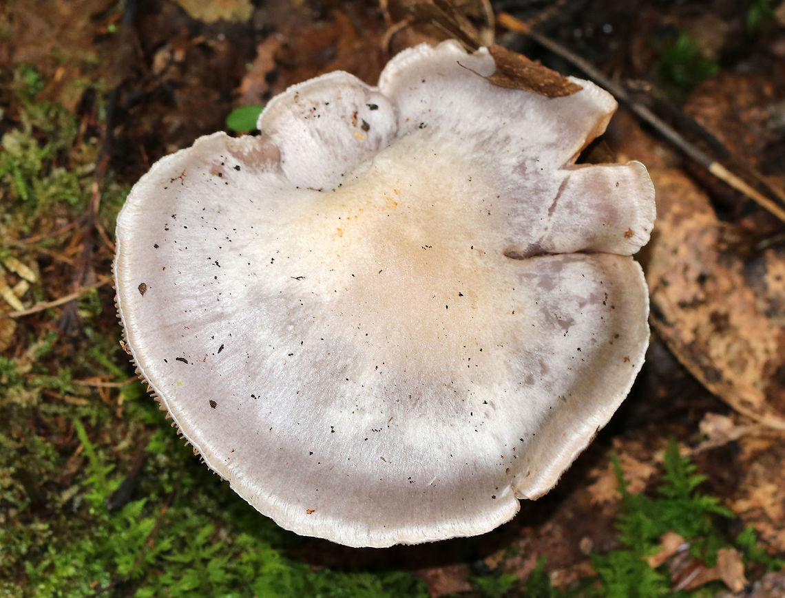 Poison Pie - Hebeloma crustuliniforme Flat-ish cap that was whiteish/buff with a slightly darker center. Gills were attached, crowded, and brownish. Stem: Slightly hairy and swollen at the base. Odor: radish-like.<br />
<br />
Habitat: Growing at the edge of a forest<br />
<figure class="photo"><a href="https://www.jungledragon.com/image/74217/poison_pie_-_hebeloma_crustuliniforme.html" title="Poison Pie - Hebeloma crustuliniforme"><img src="https://s3.amazonaws.com/media.jungledragon.com/images/3232/74217_thumb.jpg?AWSAccessKeyId=05GMT0V3GWVNE7GGM1R2&Expires=1759968010&Signature=o7%2FhkQBlo%2F8h%2BtXVMpsEF216AGE%3D" width="200" height="170" alt="Poison Pie - Hebeloma crustuliniforme Flat-ish cap that was whiteish/buff with a slightly darker center. Gills were attached, crowded, and brownish. Stem: Slightly hairy and swollen at the base. Odor: radish-like.<br />
<br />
Habitat: Growing at the edge of a forest<br />
https://www.jungledragon.com/image/74221/poison_pie_-_hebeloma_crustuliniforme.html<br />
https://www.jungledragon.com/image/74220/poison_pie_-_hebeloma_crustuliniforme.html Fall,Geotagged,Hebeloma,Hebeloma crustuliniforme,United States,fairy cakes,poison pie" /></a></figure><br />
<figure class="photo"><a href="https://www.jungledragon.com/image/74221/poison_pie_-_hebeloma_crustuliniforme.html" title="Poison Pie - Hebeloma crustuliniforme"><img src="https://s3.amazonaws.com/media.jungledragon.com/images/3232/74221_thumb.jpg?AWSAccessKeyId=05GMT0V3GWVNE7GGM1R2&Expires=1759968010&Signature=VX%2Fp03GQ1VnpAeCc%2FftoMTY%2FAEI%3D" width="200" height="166" alt="Poison Pie - Hebeloma crustuliniforme Flat-ish cap that was whiteish/buff with a slightly darker center. Gills were attached, crowded, and brownish. Stem: Slightly hairy and swollen at the base. Odor: radish-like.<br />
<br />
Habitat: Growing at the edge of a forest<br />
https://www.jungledragon.com/image/74217/poison_pie_-_hebeloma_crustuliniforme.html<br />
https://www.jungledragon.com/image/74220/poison_pie_-_hebeloma_crustuliniforme.html Fall,Geotagged,Hebeloma crustuliniforme,United States" /></a></figure> Fall,Geotagged,Hebeloma crustuliniforme,United States