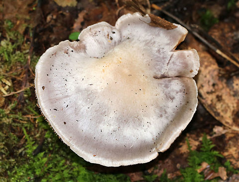 Poison Pie - Hebeloma crustuliniforme Flat-ish cap that was whiteish/buff with a slightly darker center. Gills were attached, crowded, and brownish. Stem: Slightly hairy and swollen at the base. Odor: radish-like.

Habitat: Growing at the edge of a forest
https://www.jungledragon.com/image/74217/poison_pie_-_hebeloma_crustuliniforme.html
https://www.jungledragon.com/image/74221/poison_pie_-_hebeloma_crustuliniforme.html Fall,Geotagged,Hebeloma crustuliniforme,United States