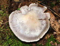 Poison Pie - Hebeloma crustuliniforme Flat-ish cap that was whiteish/buff with a slightly darker center. Gills were attached, crowded, and brownish. Stem: Slightly hairy and swollen at the base. Odor: radish-like.<br />
<br />
Habitat: Growing at the edge of a forest<br />
https://www.jungledragon.com/image/74217/poison_pie_-_hebeloma_crustuliniforme.html<br />
https://www.jungledragon.com/image/74221/poison_pie_-_hebeloma_crustuliniforme.html Fall,Geotagged,Hebeloma crustuliniforme,United States