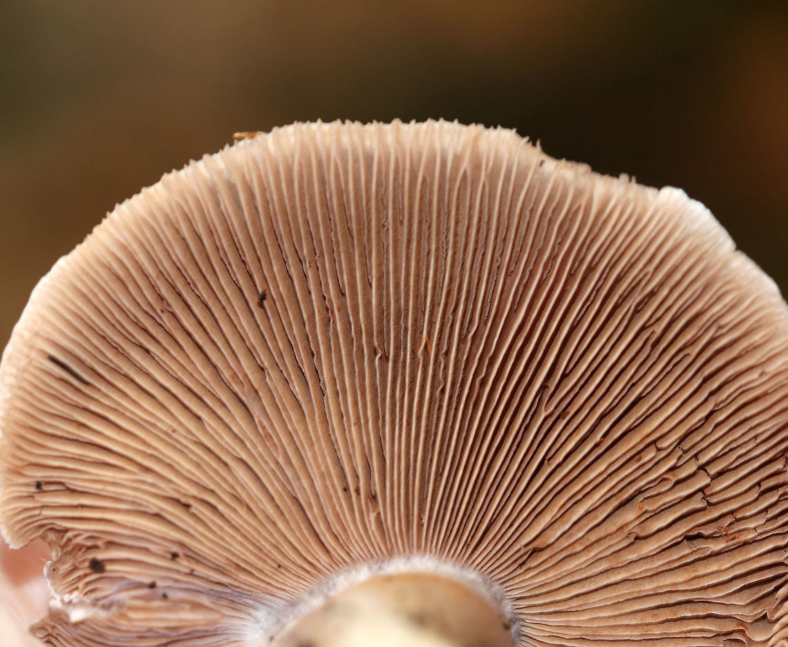 Poison Pie - Hebeloma crustuliniforme Flat-ish cap that was whiteish/buff with a slightly darker center. Gills were attached, crowded, and brownish. Stem: Slightly hairy and swollen at the base. Odor: radish-like.<br />
<br />
Habitat: Growing at the edge of a forest<br />
<figure class="photo"><a href="https://www.jungledragon.com/image/74217/poison_pie_-_hebeloma_crustuliniforme.html" title="Poison Pie - Hebeloma crustuliniforme"><img src="https://s3.amazonaws.com/media.jungledragon.com/images/3232/74217_thumb.jpg?AWSAccessKeyId=05GMT0V3GWVNE7GGM1R2&Expires=1763596810&Signature=JOQe%2FbaZ0ZgzmisMN2aXtKcUQ7U%3D" width="200" height="170" alt="Poison Pie - Hebeloma crustuliniforme Flat-ish cap that was whiteish/buff with a slightly darker center. Gills were attached, crowded, and brownish. Stem: Slightly hairy and swollen at the base. Odor: radish-like.<br />
<br />
Habitat: Growing at the edge of a forest<br />
https://www.jungledragon.com/image/74221/poison_pie_-_hebeloma_crustuliniforme.html<br />
https://www.jungledragon.com/image/74220/poison_pie_-_hebeloma_crustuliniforme.html Fall,Geotagged,Hebeloma,Hebeloma crustuliniforme,United States,fairy cakes,poison pie" /></a></figure><br />
<figure class="photo"><a href="https://www.jungledragon.com/image/74220/poison_pie_-_hebeloma_crustuliniforme.html" title="Poison Pie - Hebeloma crustuliniforme"><img src="https://s3.amazonaws.com/media.jungledragon.com/images/3232/74220_thumb.jpg?AWSAccessKeyId=05GMT0V3GWVNE7GGM1R2&Expires=1763596810&Signature=Re3eFha3Xkg6FJ2ZiKAVVmuDxC0%3D" width="200" height="154" alt="Poison Pie - Hebeloma crustuliniforme Flat-ish cap that was whiteish/buff with a slightly darker center. Gills were attached, crowded, and brownish. Stem: Slightly hairy and swollen at the base. Odor: radish-like.<br />
<br />
Habitat: Growing at the edge of a forest<br />
https://www.jungledragon.com/image/74217/poison_pie_-_hebeloma_crustuliniforme.html<br />
https://www.jungledragon.com/image/74221/poison_pie_-_hebeloma_crustuliniforme.html Fall,Geotagged,Hebeloma crustuliniforme,United States" /></a></figure> Fall,Geotagged,Hebeloma crustuliniforme,United States