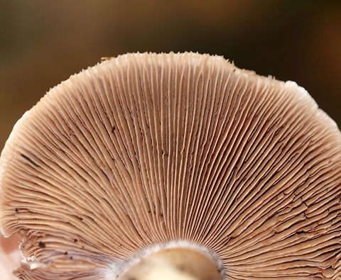 Poison Pie - Hebeloma crustuliniforme Flat-ish cap that was whiteish/buff with a slightly darker center. Gills were attached, crowded, and brownish. Stem: Slightly hairy and swollen at the base. Odor: radish-like.

Habitat: Growing at the edge of a forest
https://www.jungledragon.com/image/74217/poison_pie_-_hebeloma_crustuliniforme.html
https://www.jungledragon.com/image/74220/poison_pie_-_hebeloma_crustuliniforme.html Fall,Geotagged,Hebeloma crustuliniforme,United States