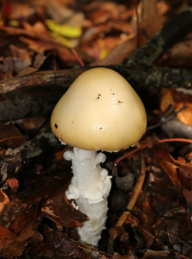 False Funnel-Veil Amanita - Amanita subvelatipes *I&#039;m not 100% sure of the ID yet*<br />
<br />
Habitat: Growing on the ground in a mostly deciduous area.<br />
<figure class="photo"><a href="https://www.jungledragon.com/image/74228/false_funnel-veil_amanita_-_amanita_subvelatipes.html" title="False Funnel-Veil Amanita - Amanita subvelatipes"><img src="https://s3.amazonaws.com/media.jungledragon.com/images/3232/74228_thumb.jpg?AWSAccessKeyId=05GMT0V3GWVNE7GGM1R2&Expires=1769040010&Signature=fhS6hDvDSZT9dsMz%2F4slMnUgkfk%3D" width="120" height="152" alt="False Funnel-Veil Amanita - Amanita subvelatipes *I&#039;m not 100% sure of the ID yet*<br />
<br />
Habitat: Growing on the ground in a mostly deciduous area<br />
https://www.jungledragon.com/image/74227/false_funnel-veil_amanita_-_amanita_subvelatipes.html<br />
 Amanita subvelatipes,Fall,False Funnel-Veil Amanita,Geotagged,United States" /></a></figure><br />
 Amanita subvelatipes,Fall,False Funnel-Veil Amanita,Geotagged,United States,amanita,mushroom