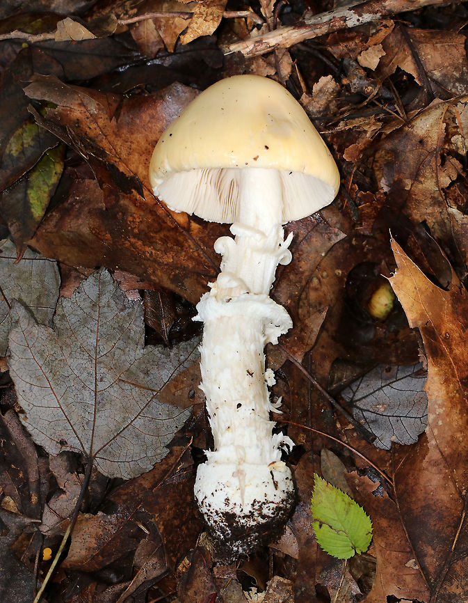False Funnel-Veil Amanita - Amanita subvelatipes *I&#039;m not 100% sure of the ID yet*<br />
<br />
Habitat: Growing on the ground in a mostly deciduous area<br />
<figure class="photo"><a href="https://www.jungledragon.com/image/74227/false_funnel-veil_amanita_-_amanita_subvelatipes.html" title="False Funnel-Veil Amanita - Amanita subvelatipes"><img src="https://s3.amazonaws.com/media.jungledragon.com/images/3232/74227_thumb.jpg?AWSAccessKeyId=05GMT0V3GWVNE7GGM1R2&Expires=1759968010&Signature=x5PE%2BCWnMN2TQifO3%2Bw6ljsrgb0%3D" width="114" height="152" alt="False Funnel-Veil Amanita - Amanita subvelatipes *I&#039;m not 100% sure of the ID yet*<br />
<br />
Habitat: Growing on the ground in a mostly deciduous area.<br />
https://www.jungledragon.com/image/74228/false_funnel-veil_amanita_-_amanita_subvelatipes.html<br />
 Amanita subvelatipes,Fall,False Funnel-Veil Amanita,Geotagged,United States,amanita,mushroom" /></a></figure><br />
 Amanita subvelatipes,Fall,False Funnel-Veil Amanita,Geotagged,United States