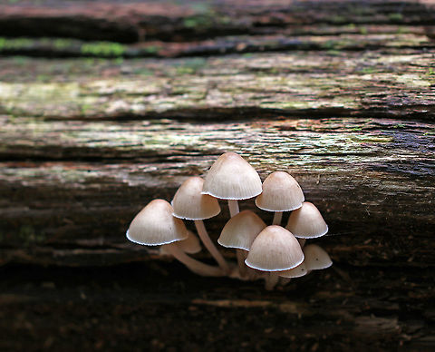 Clustered Bonnet - Mycena inclinata *I didn't use flash for this shot*

Habitat: Growing in a cluster on rotting wood in a mixed forest
https://www.jungledragon.com/image/74232/clustered_bonnet_-_mycena_inclinata.html
https://www.jungledragon.com/image/74230/clustered_bonnet_-_mycena_inclinata.html Fall,Geotagged,Mycena inclinata,Oak-stump bonnet cap,United States