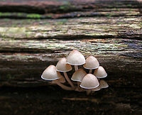 Clustered Bonnet - Mycena inclinata *I didn't use flash for this shot*<br />
<br />
Habitat: Growing in a cluster on rotting wood in a mixed forest<br />
https://www.jungledragon.com/image/74232/clustered_bonnet_-_mycena_inclinata.html<br />
https://www.jungledragon.com/image/74230/clustered_bonnet_-_mycena_inclinata.html Fall,Geotagged,Mycena inclinata,Oak-stump bonnet cap,United States