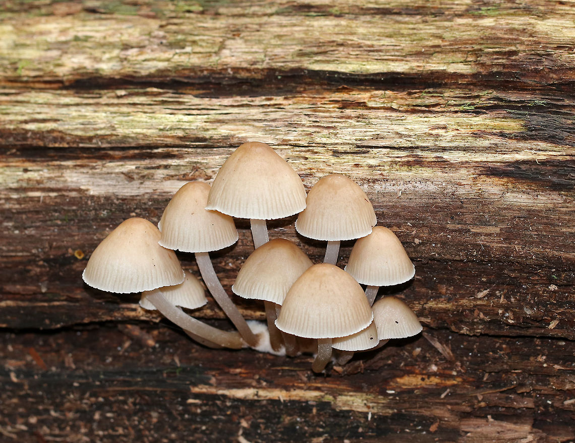 Clustered Bonnet - Mycena inclinata *I DID use flash for this shot. I thought it was interesting how different the caps can look with flash vs. without - such a slight color difference can be important when identifying mushrooms, so I always take a shot with and without flash*<br />
<br />
Habitat: Growing in a cluster on rotting wood in a mixed forest<br />
<figure class="photo"><a href="https://www.jungledragon.com/image/74229/clustered_bonnet_-_mycena_inclinata.html" title="Clustered Bonnet - Mycena inclinata"><img src="https://s3.amazonaws.com/media.jungledragon.com/images/3232/74229_thumb.jpg?AWSAccessKeyId=05GMT0V3GWVNE7GGM1R2&Expires=1759968010&Signature=TZ7Ak0331AV9hSTLcJ3vPy2CJck%3D" width="200" height="162" alt="Clustered Bonnet - Mycena inclinata *I didn&#039;t use flash for this shot*<br />
<br />
Habitat: Growing in a cluster on rotting wood in a mixed forest<br />
https://www.jungledragon.com/image/74232/clustered_bonnet_-_mycena_inclinata.html<br />
https://www.jungledragon.com/image/74230/clustered_bonnet_-_mycena_inclinata.html Fall,Geotagged,Mycena inclinata,Oak-stump bonnet cap,United States" /></a></figure><br />
<figure class="photo"><a href="https://www.jungledragon.com/image/74232/clustered_bonnet_-_mycena_inclinata.html" title="Clustered Bonnet - Mycena inclinata"><img src="https://s3.amazonaws.com/media.jungledragon.com/images/3232/74232_thumb.jpg?AWSAccessKeyId=05GMT0V3GWVNE7GGM1R2&Expires=1759968010&Signature=RZd4nxhMR7Nej2kwmACVrRC8Jzs%3D" width="200" height="164" alt="Clustered Bonnet - Mycena inclinata Habitat: Growing in a cluster on rotting wood in a mixed forest<br />
https://www.jungledragon.com/image/74229/clustered_bonnet_-_mycena_inclinata.html<br />
https://www.jungledragon.com/image/74230/clustered_bonnet_-_mycena_inclinata.html Fall,Geotagged,Mycena inclinata,Oak-stump bonnet cap,United States" /></a></figure><br />
 Fall,Geotagged,Mycena inclinata,Oak-stump bonnet cap,United States
