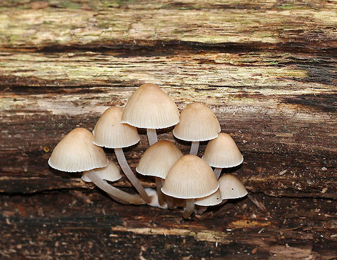 Clustered Bonnet - Mycena inclinata *I DID use flash for this shot. I thought it was interesting how different the caps can look with flash vs. without - such a slight color difference can be important when identifying mushrooms, so I always take a shot with and without flash*

Habitat: Growing in a cluster on rotting wood in a mixed forest
https://www.jungledragon.com/image/74229/clustered_bonnet_-_mycena_inclinata.html
https://www.jungledragon.com/image/74232/clustered_bonnet_-_mycena_inclinata.html
 Fall,Geotagged,Mycena inclinata,Oak-stump bonnet cap,United States