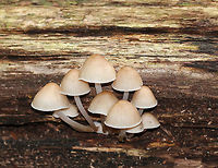 Clustered Bonnet - Mycena inclinata *I DID use flash for this shot. I thought it was interesting how different the caps can look with flash vs. without - such a slight color difference can be important when identifying mushrooms, so I always take a shot with and without flash*<br />
<br />
Habitat: Growing in a cluster on rotting wood in a mixed forest<br />
https://www.jungledragon.com/image/74229/clustered_bonnet_-_mycena_inclinata.html<br />
https://www.jungledragon.com/image/74232/clustered_bonnet_-_mycena_inclinata.html<br />
 Fall,Geotagged,Mycena inclinata,Oak-stump bonnet cap,United States