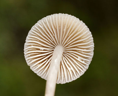 Clustered Bonnet - Mycena inclinata Habitat: Growing in a cluster on rotting wood in a mixed forest
https://www.jungledragon.com/image/74229/clustered_bonnet_-_mycena_inclinata.html
https://www.jungledragon.com/image/74230/clustered_bonnet_-_mycena_inclinata.html Fall,Geotagged,Mycena inclinata,Oak-stump bonnet cap,United States