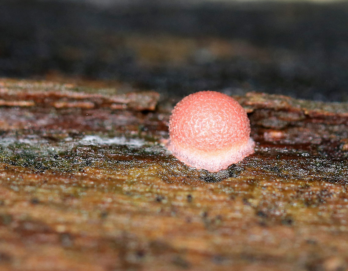 Wolf's Milk - Lycogala epidendrum <br />
Small, pink aethalia that resemble fuzzy pink blobs. When you poke the, pink, gooey, slime oozes out.<br />
<br />
Habitat: Rotten wood<br />
 Fall,Geotagged,Lycogala epidendrum,United States,Wolf's milk,pink,slime mold