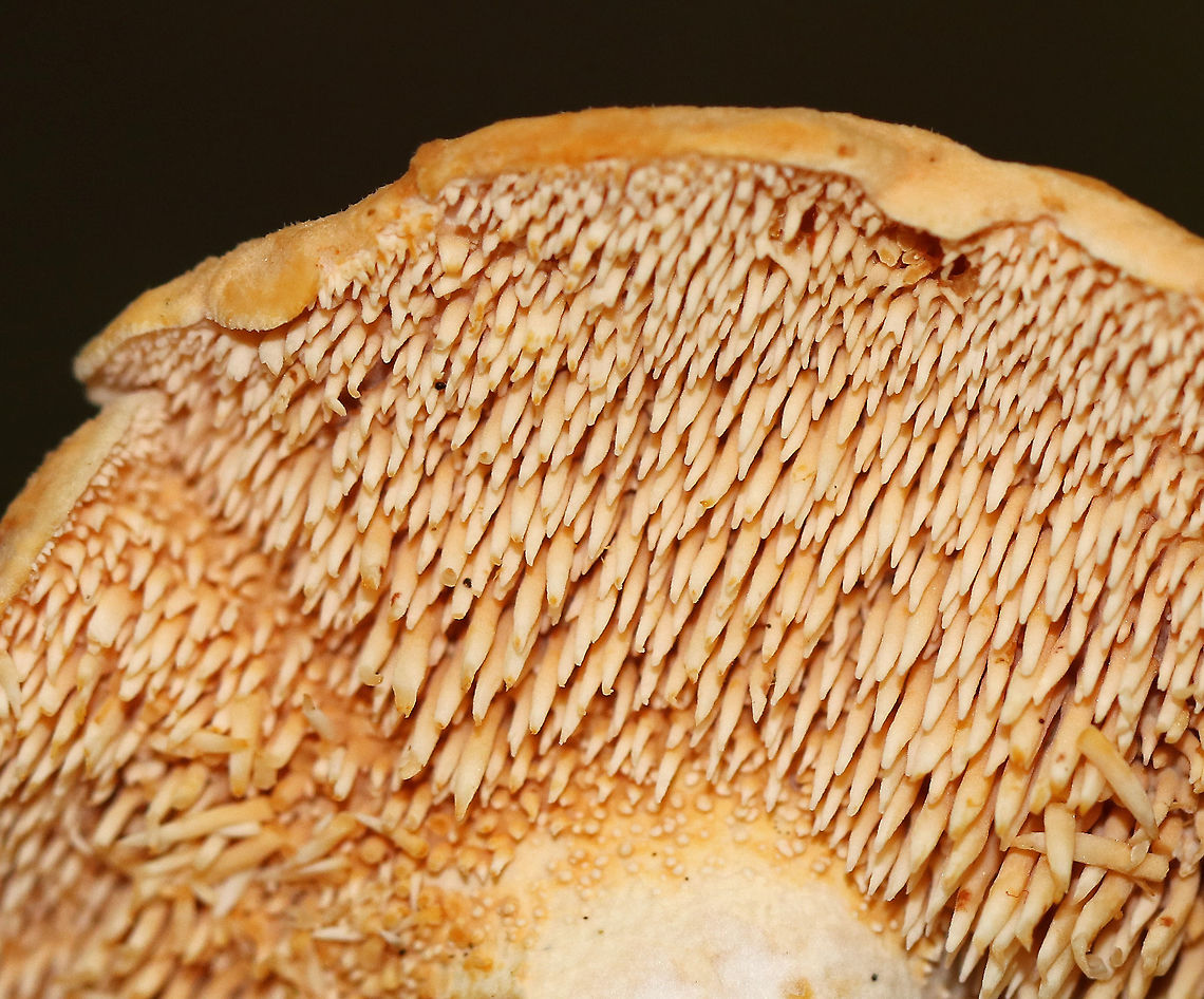 Depressed Hedgehog - Hydnum umbilicatum *Species ID is tentative. I am debating if this could be H. repandum, but I think it is more likely H. umbilicatum<br />
<br />
Stem bruised reddish brown. Cap was orange and slightly sunken in the middle. Cap was ~ 5 cm wide. Cream-colored teeth that were about 6 mm long. <br />
<br />
Habitat: Growing in moss in a mixed forest -in a spot with lots of oak, pine, and eastern hemlock.<br />
<figure class="photo"><a href="https://www.jungledragon.com/image/74235/depressed_hedgehog_-_hydnum_umbilicatum.html" title="Depressed Hedgehog - Hydnum umbilicatum"><img src="https://s3.amazonaws.com/media.jungledragon.com/images/3232/74235_thumb.jpg?AWSAccessKeyId=05GMT0V3GWVNE7GGM1R2&Expires=1759968010&Signature=Uvnq9zNhWX90htnhvrcpaXLnW1Q%3D" width="200" height="154" alt="Depressed Hedgehog - Hydnum umbilicatum *Species ID is tentative. I am debating if this could be H. repandum, but I think it is more likely H. umbilicatum<br />
<br />
Stem bruised reddish brown. Cap was orange and slightly sunken in the middle. Cap was ~ 5 cm wide. Cream-colored teeth that were about 6 mm long. <br />
<br />
Habitat: Growing in moss in a mixed forest -in a spot with lots of oak, pine, and eastern hemlock.<br />
https://www.jungledragon.com/image/74234/depressed_hedgehog_-_hydnum_umbilicatum.html<br />
https://www.jungledragon.com/image/74236/depressed_hedgehog_-_hydnum_umbilicatum.html Depressed hedgehog,Fall,Geotagged,Hydnum umbilicatum,United States" /></a></figure><br />
<figure class="photo"><a href="https://www.jungledragon.com/image/74236/depressed_hedgehog_-_hydnum_umbilicatum.html" title="Depressed Hedgehog - Hydnum umbilicatum"><img src="https://s3.amazonaws.com/media.jungledragon.com/images/3232/74236_thumb.jpg?AWSAccessKeyId=05GMT0V3GWVNE7GGM1R2&Expires=1759968010&Signature=k61frwzLjbIYWjLLcTX5aPhNerU%3D" width="200" height="150" alt="Depressed Hedgehog - Hydnum umbilicatum <br />
*Species ID is tentative. I am debating if this could be H. repandum, but I think it is more likely H. umbilicatum<br />
<br />
Stem bruised reddish brown. Cap was orange and slightly sunken in the middle. Cap was ~ 5 cm wide. Cream-colored teeth that were about 6 mm long. <br />
<br />
Habitat: Growing in moss in a mixed forest -in a spot with lots of oak, pine, and eastern hemlock.<br />
<br />
https://www.jungledragon.com/image/74234/depressed_hedgehog_-_hydnum_umbilicatum.html<br />
https://www.jungledragon.com/image/74235/depressed_hedgehog_-_hydnum_umbilicatum.html Depressed hedgehog,Fall,Geotagged,Hydnum umbilicatum,United States" /></a></figure> Depressed hedgehog,Fall,Geotagged,Hydnum umbilicatum,United States,hydnum