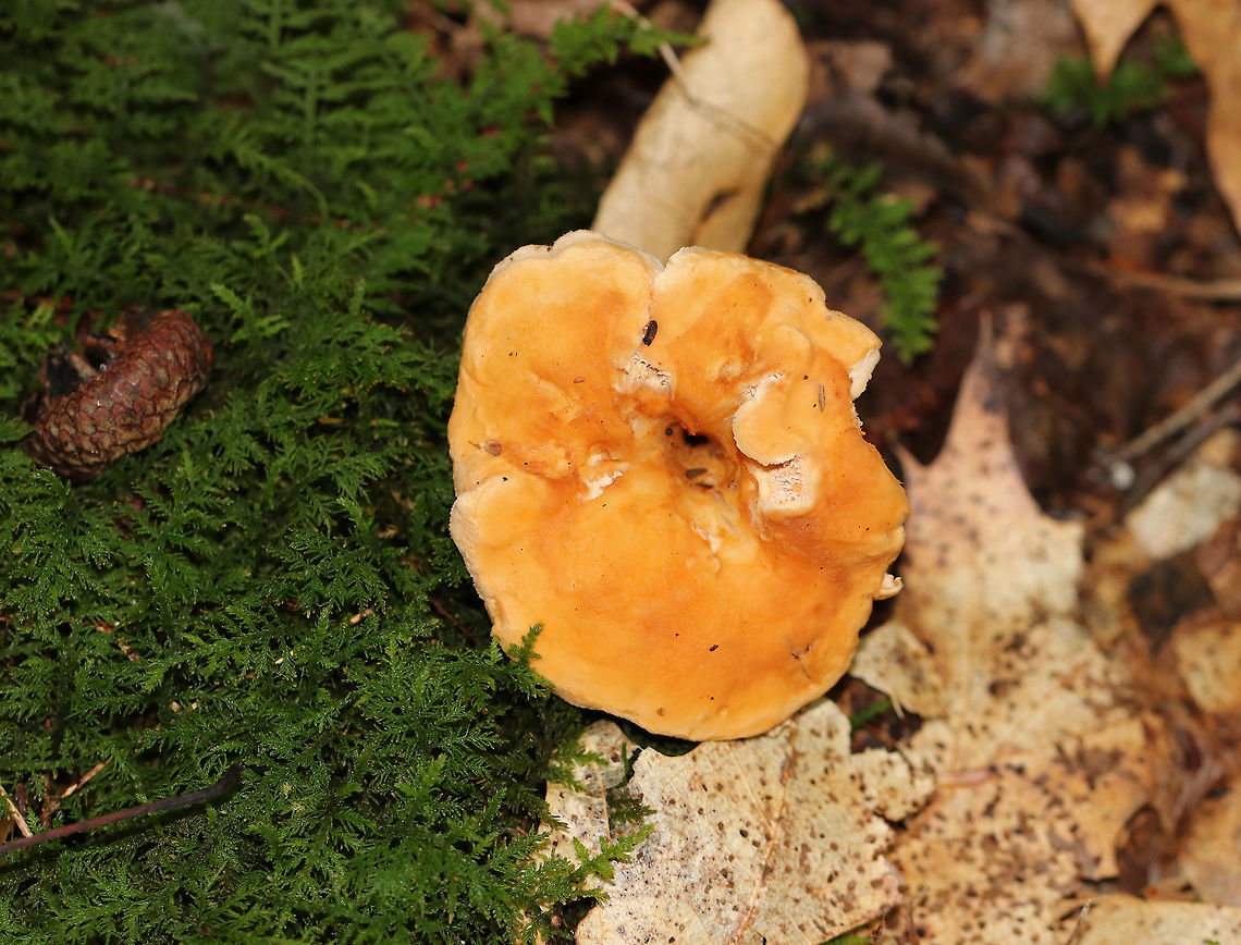 Depressed Hedgehog - Hydnum umbilicatum *Species ID is tentative. I am debating if this could be H. repandum, but I think it is more likely H. umbilicatum<br />
<br />
Stem bruised reddish brown. Cap was orange and slightly sunken in the middle. Cap was ~ 5 cm wide. Cream-colored teeth that were about 6 mm long. <br />
<br />
Habitat: Growing in moss in a mixed forest -in a spot with lots of oak, pine, and eastern hemlock.<br />
<figure class="photo"><a href="https://www.jungledragon.com/image/74234/depressed_hedgehog_-_hydnum_umbilicatum.html" title="Depressed Hedgehog - Hydnum umbilicatum"><img src="https://s3.amazonaws.com/media.jungledragon.com/images/3232/74234_thumb.jpg?AWSAccessKeyId=05GMT0V3GWVNE7GGM1R2&Expires=1769040010&Signature=2dZThmCVW%2F6FHTJmUbCLt%2FY2Wp4%3D" width="200" height="166" alt="Depressed Hedgehog - Hydnum umbilicatum *Species ID is tentative. I am debating if this could be H. repandum, but I think it is more likely H. umbilicatum<br />
<br />
Stem bruised reddish brown. Cap was orange and slightly sunken in the middle. Cap was ~ 5 cm wide. Cream-colored teeth that were about 6 mm long. <br />
<br />
Habitat: Growing in moss in a mixed forest -in a spot with lots of oak, pine, and eastern hemlock.<br />
https://www.jungledragon.com/image/74235/depressed_hedgehog_-_hydnum_umbilicatum.html<br />
https://www.jungledragon.com/image/74236/depressed_hedgehog_-_hydnum_umbilicatum.html Depressed hedgehog,Fall,Geotagged,Hydnum umbilicatum,United States,hydnum" /></a></figure><br />
<figure class="photo"><a href="https://www.jungledragon.com/image/74236/depressed_hedgehog_-_hydnum_umbilicatum.html" title="Depressed Hedgehog - Hydnum umbilicatum"><img src="https://s3.amazonaws.com/media.jungledragon.com/images/3232/74236_thumb.jpg?AWSAccessKeyId=05GMT0V3GWVNE7GGM1R2&Expires=1769040010&Signature=OI4IJeWRJNOdRLXfGZKlJ501WO4%3D" width="200" height="150" alt="Depressed Hedgehog - Hydnum umbilicatum <br />
*Species ID is tentative. I am debating if this could be H. repandum, but I think it is more likely H. umbilicatum<br />
<br />
Stem bruised reddish brown. Cap was orange and slightly sunken in the middle. Cap was ~ 5 cm wide. Cream-colored teeth that were about 6 mm long. <br />
<br />
Habitat: Growing in moss in a mixed forest -in a spot with lots of oak, pine, and eastern hemlock.<br />
<br />
https://www.jungledragon.com/image/74234/depressed_hedgehog_-_hydnum_umbilicatum.html<br />
https://www.jungledragon.com/image/74235/depressed_hedgehog_-_hydnum_umbilicatum.html Depressed hedgehog,Fall,Geotagged,Hydnum umbilicatum,United States" /></a></figure> Depressed hedgehog,Fall,Geotagged,Hydnum umbilicatum,United States