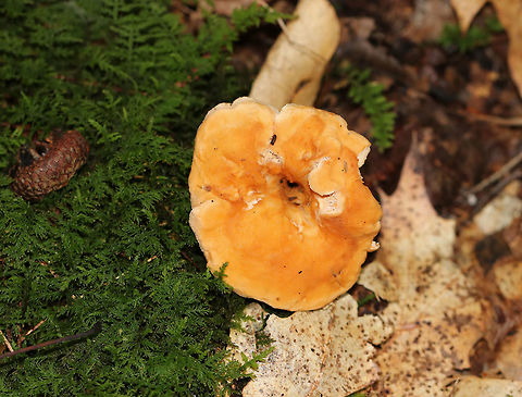 Depressed Hedgehog - Hydnum umbilicatum *Species ID is tentative. I am debating if this could be H. repandum, but I think it is more likely H. umbilicatum

Stem bruised reddish brown. Cap was orange and slightly sunken in the middle. Cap was ~ 5 cm wide. Cream-colored teeth that were about 6 mm long. 

Habitat: Growing in moss in a mixed forest -in a spot with lots of oak, pine, and eastern hemlock.
https://www.jungledragon.com/image/74234/depressed_hedgehog_-_hydnum_umbilicatum.html
https://www.jungledragon.com/image/74236/depressed_hedgehog_-_hydnum_umbilicatum.html Depressed hedgehog,Fall,Geotagged,Hydnum umbilicatum,United States