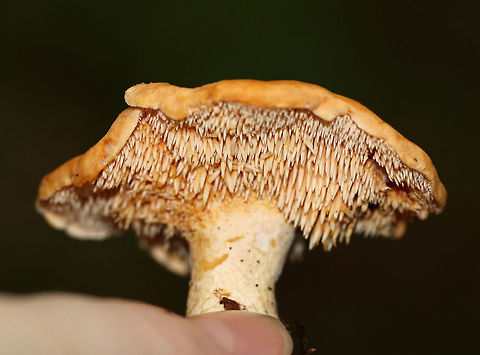 Depressed Hedgehog - Hydnum umbilicatum 
*Species ID is tentative. I am debating if this could be H. repandum, but I think it is more likely H. umbilicatum

Stem bruised reddish brown. Cap was orange and slightly sunken in the middle. Cap was ~ 5 cm wide. Cream-colored teeth that were about 6 mm long. 

Habitat: Growing in moss in a mixed forest -in a spot with lots of oak, pine, and eastern hemlock.

https://www.jungledragon.com/image/74234/depressed_hedgehog_-_hydnum_umbilicatum.html
https://www.jungledragon.com/image/74235/depressed_hedgehog_-_hydnum_umbilicatum.html Depressed hedgehog,Fall,Geotagged,Hydnum umbilicatum,United States