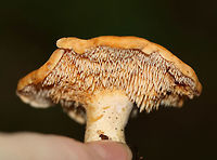 Depressed Hedgehog - Hydnum umbilicatum <br />
*Species ID is tentative. I am debating if this could be H. repandum, but I think it is more likely H. umbilicatum<br />
<br />
Stem bruised reddish brown. Cap was orange and slightly sunken in the middle. Cap was ~ 5 cm wide. Cream-colored teeth that were about 6 mm long. <br />
<br />
Habitat: Growing in moss in a mixed forest -in a spot with lots of oak, pine, and eastern hemlock.<br />
<br />
https://www.jungledragon.com/image/74234/depressed_hedgehog_-_hydnum_umbilicatum.html<br />
https://www.jungledragon.com/image/74235/depressed_hedgehog_-_hydnum_umbilicatum.html Depressed hedgehog,Fall,Geotagged,Hydnum umbilicatum,United States