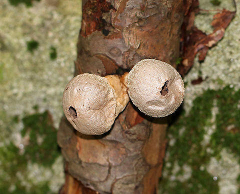 Pear-shaped Puffball - Lycoperdon pyriforme Habitat: I found these old puffballs growing on a stick in a mixed forest Fall,Geotagged,Lycoperdon pyriforme,Pear-shaped Puffball,United States,lycoperdon,puffball