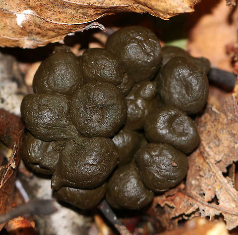 White-tailed Deer (Odocoileus virginianus) Scat This is a ball of deer poop. You can tell a lot about a deer based on its scat. For example, their poop varies with what they eat and tends to clump like this when they are eating a lot of grass and weeds.  In contrast, if it was eating mostly twigs and leaves, its scat wouldn't have clumped as much, but would be individual pellets.  

Deer defecate around 12 times a day with bucks producing larger piles. This scat had 3 decent sized piles of clumped pellets. They tend to poop mostly near their bedding and feeding areas - at least you know that you are near one of these locations when you find lots of piles of scat in one small-ish area. There were many piles like this one in the area, so I'm guessing it was near a feeding location as I didn't spot any good areas for them to bed. Fall,Geotagged,Odocoileus,Odocoileus virginianus,Odocoileus virginianus scat,United States,deer,deer scat,poop,scat,signs of wildlife
