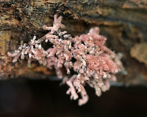 Slime Mold - Arcyria sp. Habitat: Growing on rotting, decorticated wood Arcyria,Fall,Geotagged,United States,slime mold