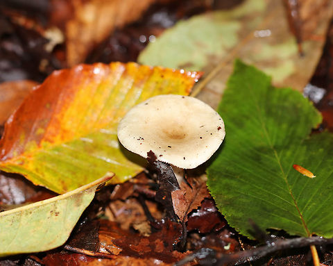 Milky Cap - Lactarius sp. This mushroom had a tan cap and white, decurrent gills. The cap was covered in a think layer of slime – so thick that I could pull the slime away from the cap and then it would snap back on the cap when I released it. 

Habitat: It was growing alone, on the ground, in a campground that had hardwood and coniferous trees. Fall,Geotagged,United States,lactarius,milk cap,mushroom