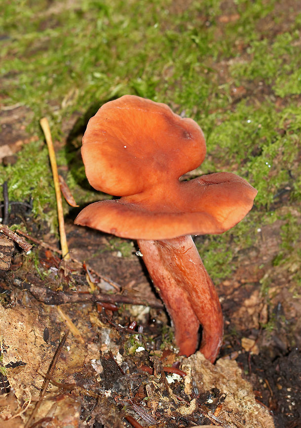 Milk Cap - Lactarius sp. Cap: reddish orange and abnormally shaped (the caps of two mushrooms had grown together)<br />
<br />
Gills: Dingy cream/orange/tan<br />
<br />
Stem: similar to the cap; white base<br />
<br />
Latex: white and copious<br />
<br />
Odor: None<br />
<br />
Habitat: Growing on the ground in a swampy, mixed forest with lots pine and eastern hemlock Fall,Geotagged,Lactarius,United States,milk cap