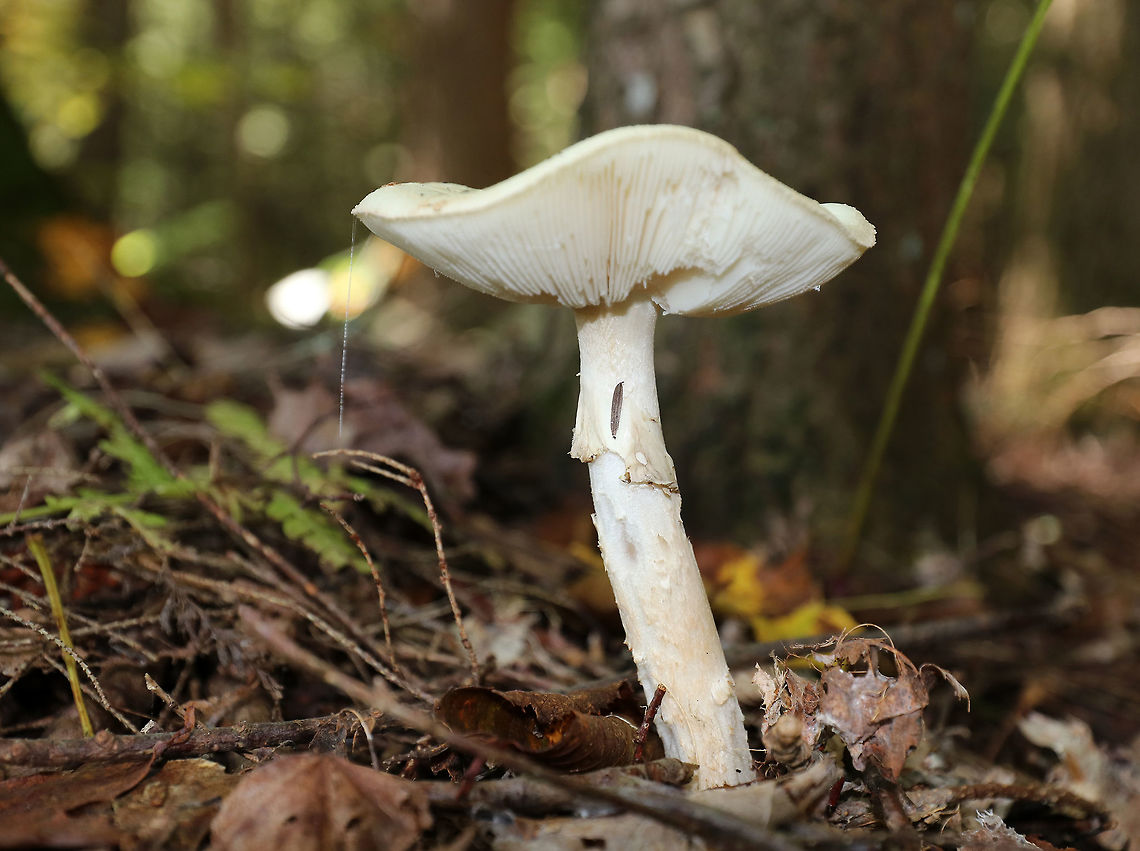 Coker's Lavender Staining Amanita - Amanita lavendula group Habitat: Mixed forest Amanita lavendula,Coker's Lavender Staining Amanita,Fall,Geotagged,United States,amanita