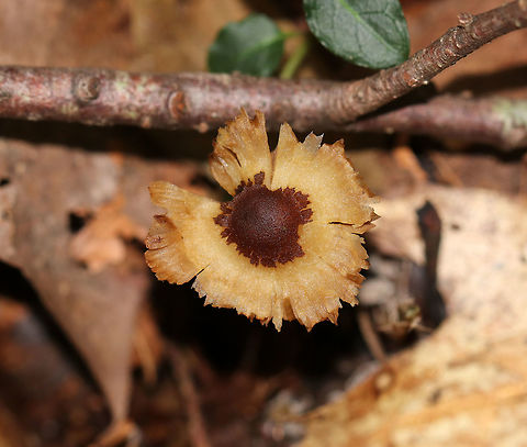 Inocybe sp. Mushroom Habitat: Deciduous forest
https://www.jungledragon.com/image/74299/inocybe_sp._mushroom.html Fall,Geotagged,Inocybe,United States,mushroom
