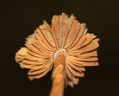 Inocybe sp. Mushroom Habitat: Deciduous forest
https://www.jungledragon.com/image/74298/inocybe_sp._mushroom.html Fall,Geotagged,United States