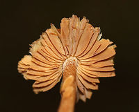 Inocybe sp. Mushroom Habitat: Deciduous forest<br />
https://www.jungledragon.com/image/74298/inocybe_sp._mushroom.html Fall,Geotagged,United States