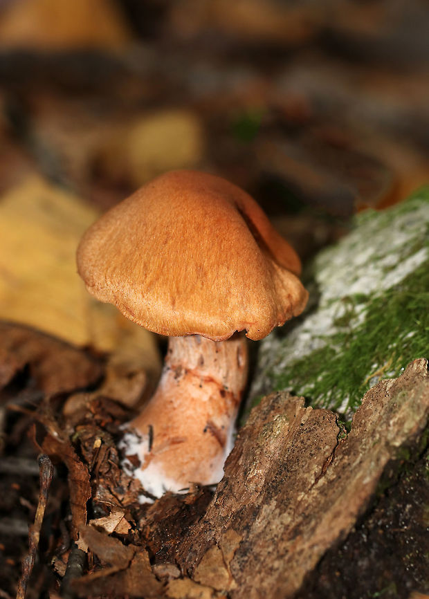 Red-banded Cortinarius - Cortinarius armillatus Habitat: Mixed forest Cortinarius,Cortinarius armillatus,Fall,Geotagged,Red-banded Cortinarius,United States