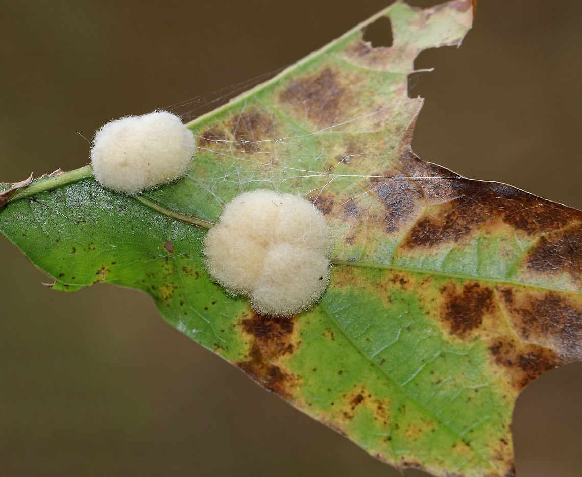 Woolly Oak Gall - Callirhytis lanata Fuzzy, cream-colored, detachable galls on the leaves of oak (Quercus sp.). The galls drop off the leaves in October, and the adults emerge in the second, third, or fourth spring.<br />
<br />
Habitat: Oak tree bordering a meadow<br />
<figure class="photo"><a href="https://www.jungledragon.com/image/74330/woolly_oak_gall_-_callirhytis_lanata.html" title="Woolly Oak Gall - Callirhytis lanata"><img src="https://s3.amazonaws.com/media.jungledragon.com/images/3232/74330_thumb.jpg?AWSAccessKeyId=05GMT0V3GWVNE7GGM1R2&Expires=1759968010&Signature=nrtJ%2F7pqijSuwcWA6ihtEUS44j8%3D" width="200" height="144" alt="Woolly Oak Gall - Callirhytis lanata Fuzzy, cream-colored, detachable galls on the leaves of oak (Quercus sp.). The galls drop off the leaves in October, and the adults emerge in the second, third, or fourth spring.<br />
<br />
Habitat: Oak tree bordering a meadow<br />
https://www.jungledragon.com/image/74329/woolly_oak_gall_-_callirhytis_lanata.html<br />
 Callirhytis lanata,Fall,Geotagged,United States,Woolly Oak Gall,gall,oak gall" /></a></figure> Callirhytis lanata,Fall,Geotagged,United States,Woolly Oak Gall,gall,oak gall