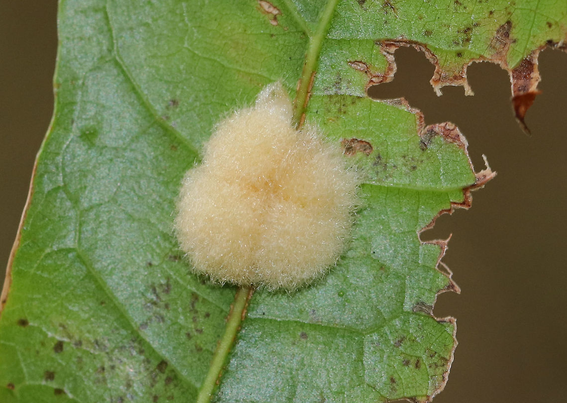 Woolly Oak Gall - Callirhytis lanata Fuzzy, cream-colored, detachable galls on the leaves of oak (Quercus sp.). The galls drop off the leaves in October, and the adults emerge in the second, third, or fourth spring.<br />
<br />
Habitat: Oak tree bordering a meadow<br />
<figure class="photo"><a href="https://www.jungledragon.com/image/74329/woolly_oak_gall_-_callirhytis_lanata.html" title="Woolly Oak Gall - Callirhytis lanata"><img src="https://s3.amazonaws.com/media.jungledragon.com/images/3232/74329_thumb.jpg?AWSAccessKeyId=05GMT0V3GWVNE7GGM1R2&Expires=1759968010&Signature=wWVPWoeTXCwjbhcHK5uDHcgkNUg%3D" width="200" height="166" alt="Woolly Oak Gall - Callirhytis lanata Fuzzy, cream-colored, detachable galls on the leaves of oak (Quercus sp.). The galls drop off the leaves in October, and the adults emerge in the second, third, or fourth spring.<br />
<br />
Habitat: Oak tree bordering a meadow<br />
https://www.jungledragon.com/image/74330/woolly_oak_gall_-_callirhytis_lanata.html Callirhytis lanata,Fall,Geotagged,United States,Woolly Oak Gall,gall,oak gall" /></a></figure><br />
 Callirhytis lanata,Fall,Geotagged,United States,Woolly Oak Gall,gall,oak gall