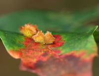 Callirhytis furva Galls Small galls growing in clusters on the upperside of oak leaves. They were about 3 mm wide and had short, brown hairs.<br />
<br />
Habitat: Oak tree bordering a meadow<br />
https://www.jungledragon.com/image/74336/callirhytis_furva_galls.html<br />
https://www.jungledragon.com/image/74334/callirhytis_furva_galls.html<br />
https://www.jungledragon.com/image/74333/callirhytis_furva_galls.html Callirhytis,Callirhytis furva,Fall,Geotagged,United States,galls,oak galls