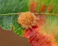 Callirhytis furva Galls Small galls growing in clusters on the upperside of oak leaves. They were about 3 mm wide and had short, brown hairs.<br />
<br />
Habitat: Oak tree bordering a meadow<br />
https://www.jungledragon.com/image/74332/callirhytis_furva_galls.html<br />
https://www.jungledragon.com/image/74336/callirhytis_furva_galls.html<br />
https://www.jungledragon.com/image/74334/callirhytis_furva_galls.html Callirhytis furva,Fall,Geotagged,United States,galls,oak galls