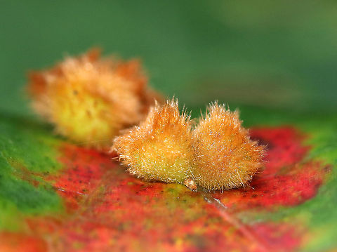 Callirhytis furva Galls Small galls growing in clusters on the upperside of oak leaves. They were about 3 mm wide and had short, brown hairs.

Habitat: Oak tree bordering a meadow
https://www.jungledragon.com/image/74332/callirhytis_furva_galls.html
https://www.jungledragon.com/image/74336/callirhytis_furva_galls.html
https://www.jungledragon.com/image/74333/callirhytis_furva_galls.html Callirhytis furva,Fall,Geotagged,United States