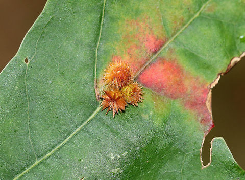Callirhytis furva Galls Small galls growing in clusters on the upperside of oak leaves. They were about 3 mm wide and had short, brown hairs.

Habitat: Oak tree bordering a meadow
https://www.jungledragon.com/image/74332/callirhytis_furva_galls.html
https://www.jungledragon.com/image/74334/callirhytis_furva_galls.html
https://www.jungledragon.com/image/74333/callirhytis_furva_galls.html Callirhytis furva,Fall,Geotagged,United States