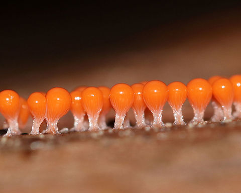 Hemitrichia Calyculata Tiny, bright orange sporangia of a slime mold.

Habitat: Growing on rotting wood in a mixed forest.
https://www.jungledragon.com/image/74340/hemitrichia_calyculata.html
https://www.jungledragon.com/image/74341/hemitrichia_calyculata.html Fall,Geotagged,Hemitrichia calyculata,United States,slime mold