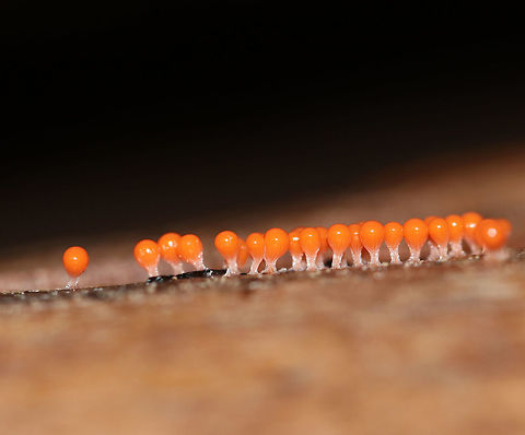 Hemitrichia Calyculata Tiny, bright orange sporangia of a slime mold.

Habitat: Growing on rotting wood in a mixed forest.
https://www.jungledragon.com/image/74339/hemitrichia_calyculata.html
https://www.jungledragon.com/image/74341/hemitrichia_calyculata.html Fall,Geotagged,Hemitrichia calyculata,United States