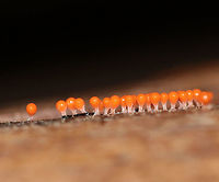 Hemitrichia Calyculata Tiny, bright orange sporangia of a slime mold.<br />
<br />
Habitat: Growing on rotting wood in a mixed forest.<br />
https://www.jungledragon.com/image/74339/hemitrichia_calyculata.html<br />
https://www.jungledragon.com/image/74341/hemitrichia_calyculata.html Fall,Geotagged,Hemitrichia calyculata,United States