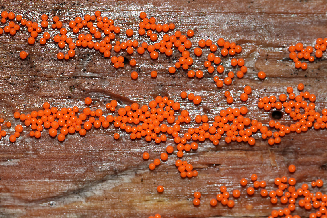 Hemitrichia Calyculata <br />
Tiny, bright orange sporangia of a slime mold.<br />
<br />
Habitat: Growing on rotting wood in a mixed forest.<br />
<figure class="photo"><a href="https://www.jungledragon.com/image/74339/hemitrichia_calyculata.html" title="Hemitrichia Calyculata"><img src="https://s3.amazonaws.com/media.jungledragon.com/images/3232/74339_thumb.jpg?AWSAccessKeyId=05GMT0V3GWVNE7GGM1R2&Expires=1767225610&Signature=FHyIPSlIJSxJe7uDX1Pi%2Brk%2BpOg%3D" width="200" height="162" alt="Hemitrichia Calyculata Tiny, bright orange sporangia of a slime mold.<br />
<br />
Habitat: Growing on rotting wood in a mixed forest.<br />
https://www.jungledragon.com/image/74340/hemitrichia_calyculata.html<br />
https://www.jungledragon.com/image/74341/hemitrichia_calyculata.html Fall,Geotagged,Hemitrichia calyculata,United States,slime mold" /></a></figure><br />
<figure class="photo"><a href="https://www.jungledragon.com/image/74340/hemitrichia_calyculata.html" title="Hemitrichia Calyculata"><img src="https://s3.amazonaws.com/media.jungledragon.com/images/3232/74340_thumb.jpg?AWSAccessKeyId=05GMT0V3GWVNE7GGM1R2&Expires=1767225610&Signature=2sGgU3K6oBCgYLlDDMOPYiVZenM%3D" width="200" height="166" alt="Hemitrichia Calyculata Tiny, bright orange sporangia of a slime mold.<br />
<br />
Habitat: Growing on rotting wood in a mixed forest.<br />
https://www.jungledragon.com/image/74339/hemitrichia_calyculata.html<br />
https://www.jungledragon.com/image/74341/hemitrichia_calyculata.html Fall,Geotagged,Hemitrichia calyculata,United States" /></a></figure> Fall,Geotagged,Hemitrichia calyculata,United States