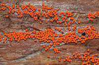 Hemitrichia Calyculata <br />
Tiny, bright orange sporangia of a slime mold.<br />
<br />
Habitat: Growing on rotting wood in a mixed forest.<br />
https://www.jungledragon.com/image/74339/hemitrichia_calyculata.html<br />
https://www.jungledragon.com/image/74340/hemitrichia_calyculata.html Fall,Geotagged,Hemitrichia calyculata,United States