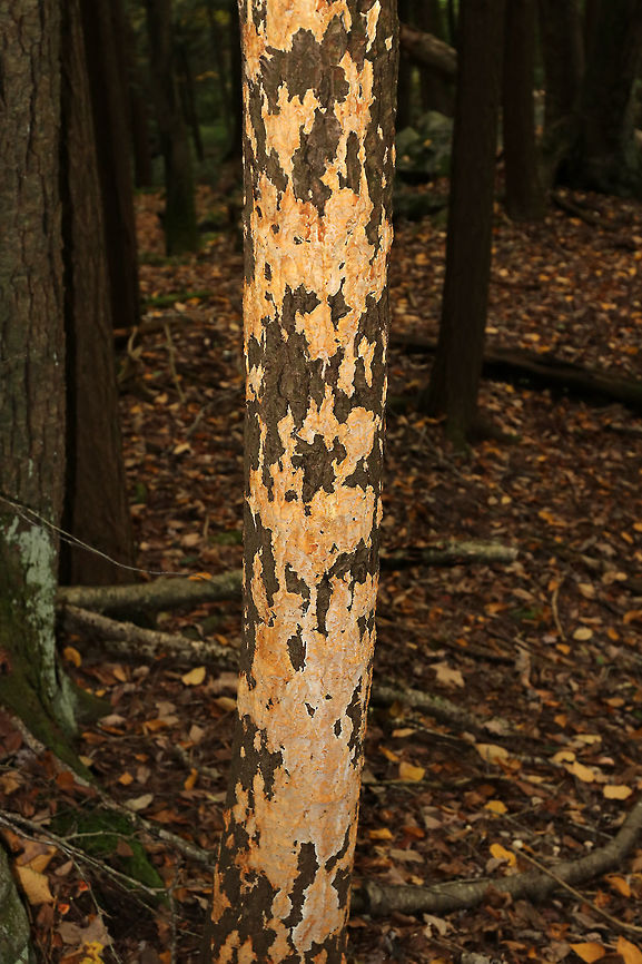 Crust Fungus - Ceriporia sp. This fungus had taken over much of an oak tree.<br />
<figure class="photo"><a href="https://www.jungledragon.com/image/74344/crust_fungus_-_ceriporia_sp.html" title="Crust Fungus - Ceriporia sp."><img src="https://s3.amazonaws.com/media.jungledragon.com/images/3232/74344_thumb.jpg?AWSAccessKeyId=05GMT0V3GWVNE7GGM1R2&Expires=1769040010&Signature=91RydWzU5GSAFr%2FsX23VUav6Gsc%3D" width="200" height="160" alt="Crust Fungus - Ceriporia sp. This fungus had taken over much of an oak tree.<br />
https://www.jungledragon.com/image/74343/crust_fungus_-_ceriporia_sp.html Fall,Geotagged,United States,ceriporia,crust fungus" /></a></figure> Fall,Geotagged,United States,ceriporia,crust fungus,fungal pathogen,fungus,plant pathogen,poria