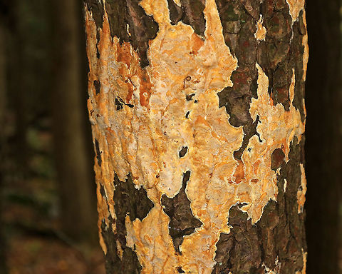 Crust Fungus - Ceriporia sp. This fungus had taken over much of an oak tree.
https://www.jungledragon.com/image/74343/crust_fungus_-_ceriporia_sp.html Fall,Geotagged,United States,ceriporia,crust fungus