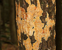Crust Fungus - Ceriporia sp. This fungus had taken over much of an oak tree.<br />
https://www.jungledragon.com/image/74343/crust_fungus_-_ceriporia_sp.html Fall,Geotagged,United States,ceriporia,crust fungus