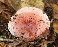 Pinkmottle Woodwax - Hygrophorus russula Cap: Mostly flat/shallowly depressed; that was pink with some reddish spots and streaks<br />
<br />
Gills: Cream/pinkish with lots of specks; attached<br />
<br />
Stem: White with pink streaks; solid; finely hairy<br />
<br />
Habitat: Deciduous forest<br />
https://www.jungledragon.com/image/74346/pinkmottle_woodwax_-_hygrophorus_russula.html Fall,Geotagged,Hygrophorus russula,United States,mushroom,pink