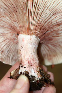 Pinkmottle Woodwax - Hygrophorus russula Cap: Mostly flat/shallowly depressed; that was pink with some reddish spots and streaks

Gills: Cream/pinkish with lots of specks; attached

Stem: White with pink streaks; solid; finely hairy

Habitat: Deciduous forest
https://www.jungledragon.com/image/74345/pinkmottle_woodwax_-_hygrophorus_russula.html Fall,Geotagged,Hygrophorus russula,United States
