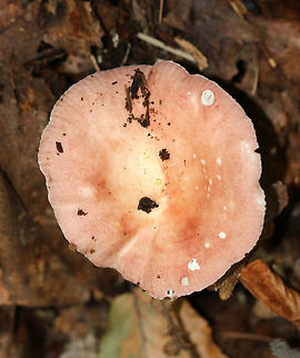 Russula fragilis Cap: 5 cm with shallowly sunken center; pink with some yellow in the center; margin had bumpy lines; very fragile

Gills: White/pale yellow and attached

Stem: white

Habitat: Growing on the ground – on very rotten wood that was almost completely broken down; deciduous forest
https://www.jungledragon.com/image/74348/russula_fragilis.html Fall,Geotagged,Russula fragilis,United States,russula